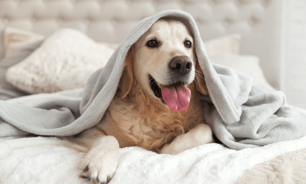 Reasons Why You Shouldn’t Leave Your Pet Alone