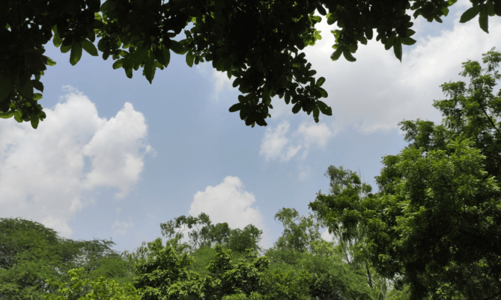 Combating Carbon Emissions: The Middle East Undertakes the Largest Afforestation Project Globally