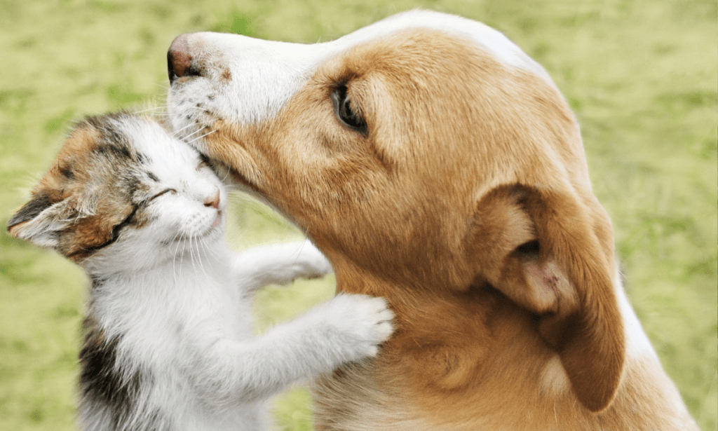 Egyptian Platform Leaf Animals is on a Mission to Re-home Pets With new Owners