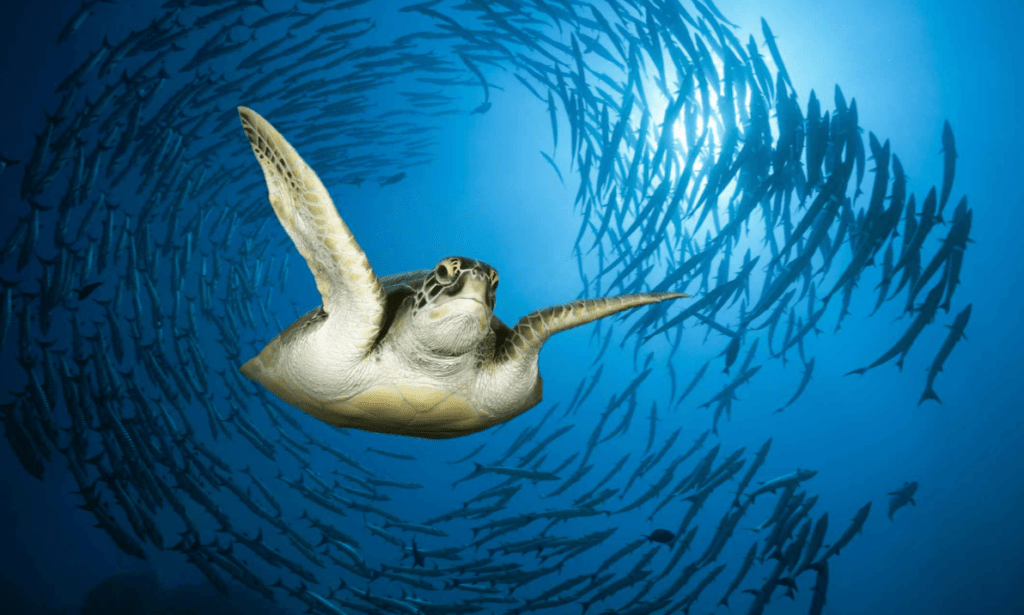 World Ocean Day: From Sharks to Shipwrecks, the Red Sea is Every Diver’s Paradise