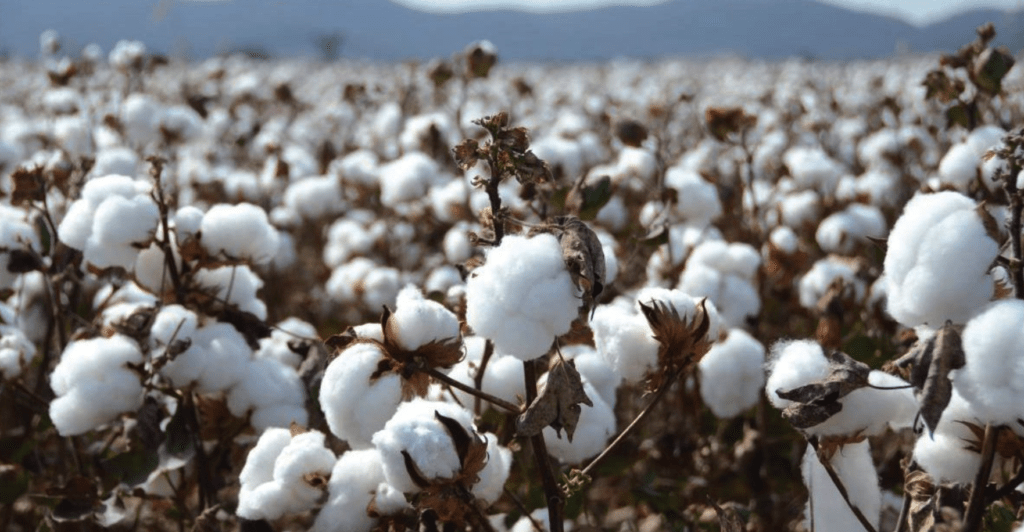 Cotton