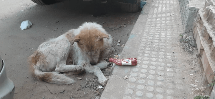 War-Torn Nations: How Animals Are The Forgotten Casualties Of Conflict