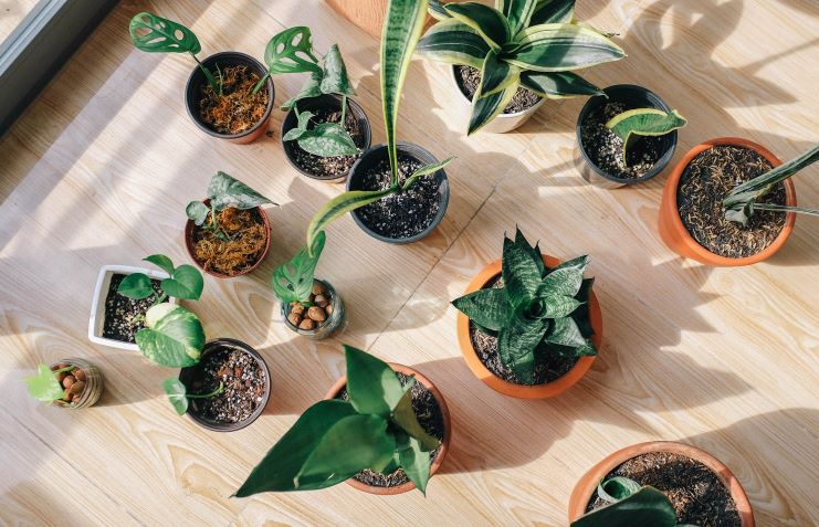 Five Indoor Plants That Are Good for Your Health