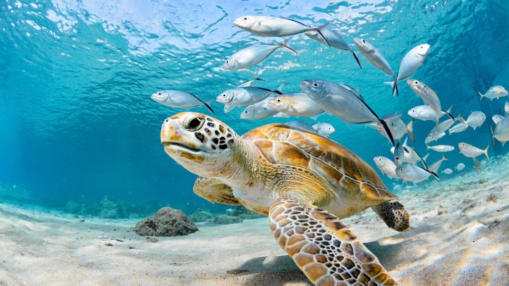 Here’s How the Saudi National Center of Wildlife is Taking Measures to Save Sea Turtles!