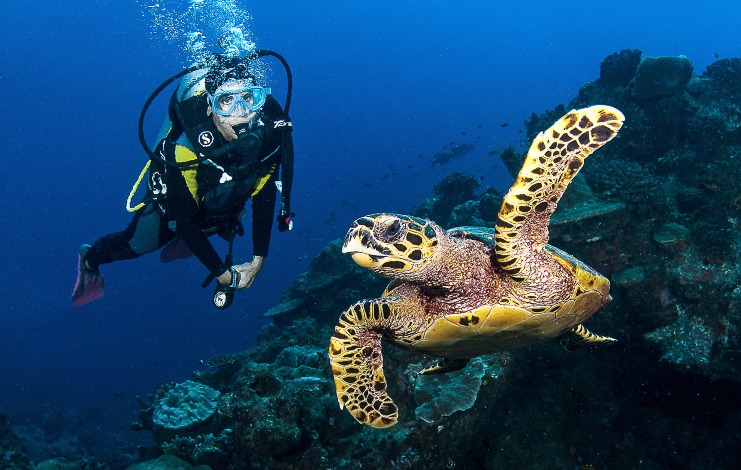 6 MENA Diving Spots To Check Out Sea Turtles