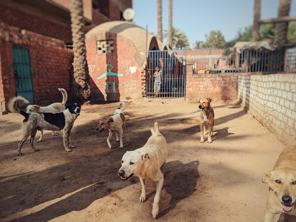 Egyptian baladi street dogs at the HOPE dog shelter just south of Cairo