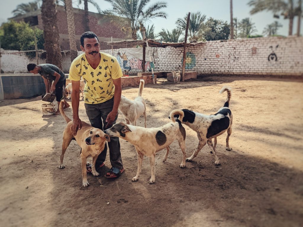 Egyptian baladi street dogs at the HOPE dog shelter just south of Cairo