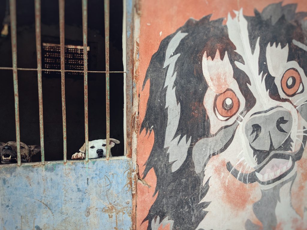 Egyptian baladi street dogs at the HOPE dog shelter just south of Cairo