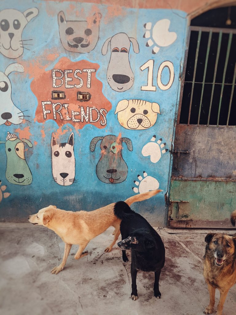 Egyptian baladi street dogs at the HOPE dog shelter just south of Cairo
