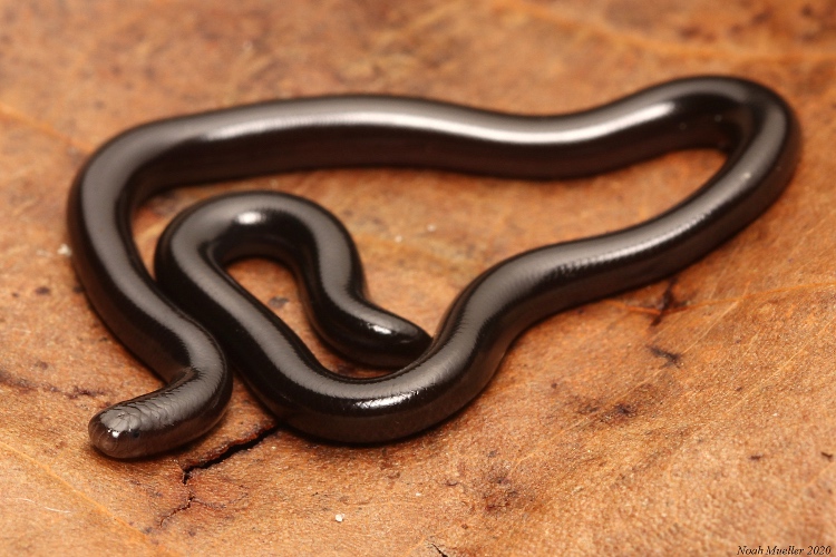 On World Snake Day, Here Are 5 Snakes You Would Find Around the Middle East