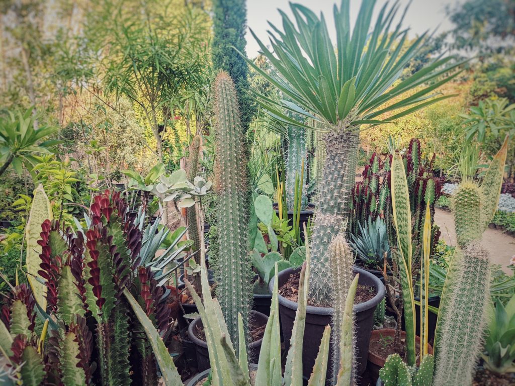 The Mashtel El-Rahman Guide to Plants for Middle Eastern Climates