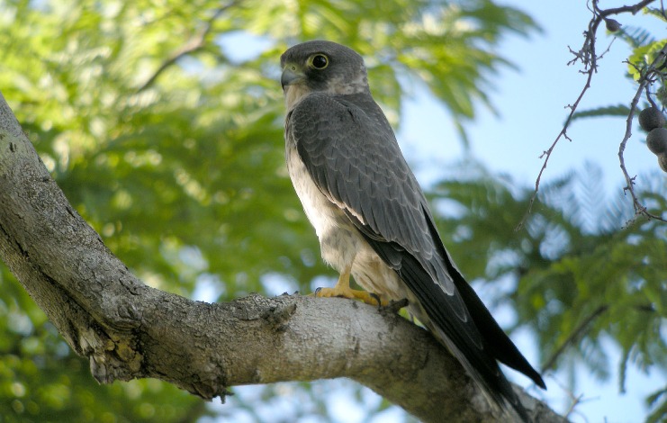 Look Up: Birdwatching In Egypt This Fall