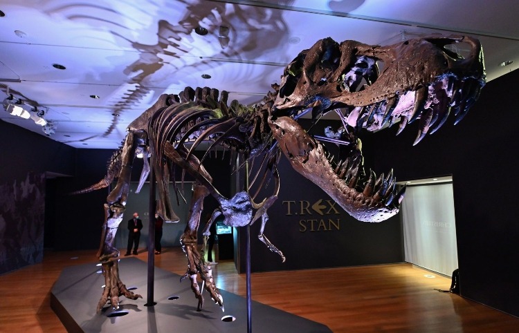A 67-Million Year Old T-Rex And Other Cool Finds Around The Middle East