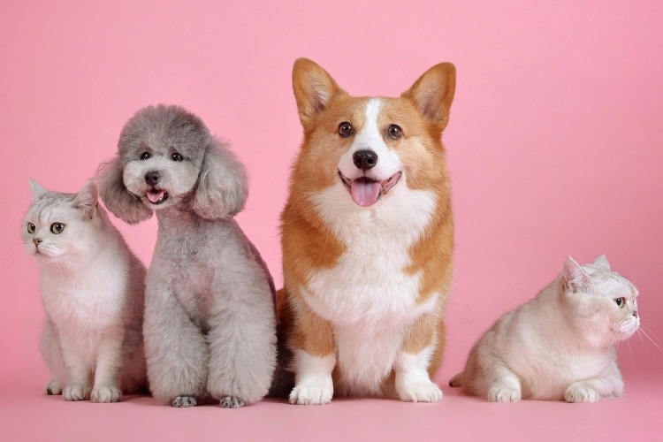 Adding A New Member To Your Family? Here Are 6 Things You Should Know Before Getting A Pet