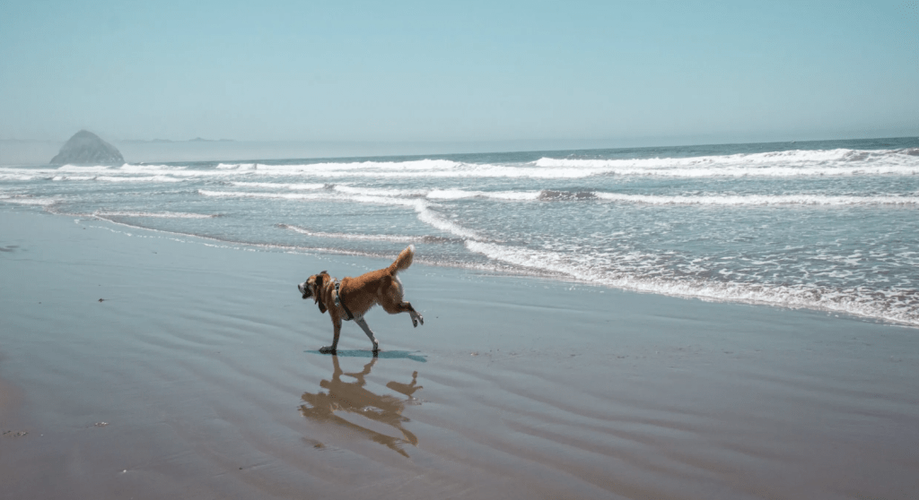 All About Dubai Islands Beach: The Dog-friendly Summer Destination