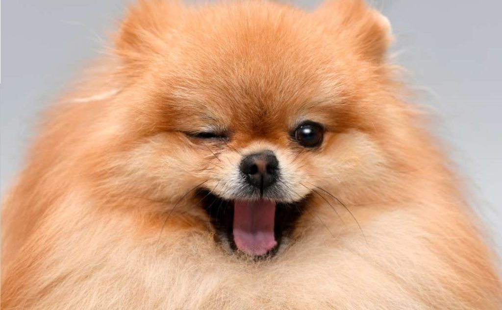 Ultimate Pet Luxury? All You Need To Know About Dubai’s Small Dogs Hotel