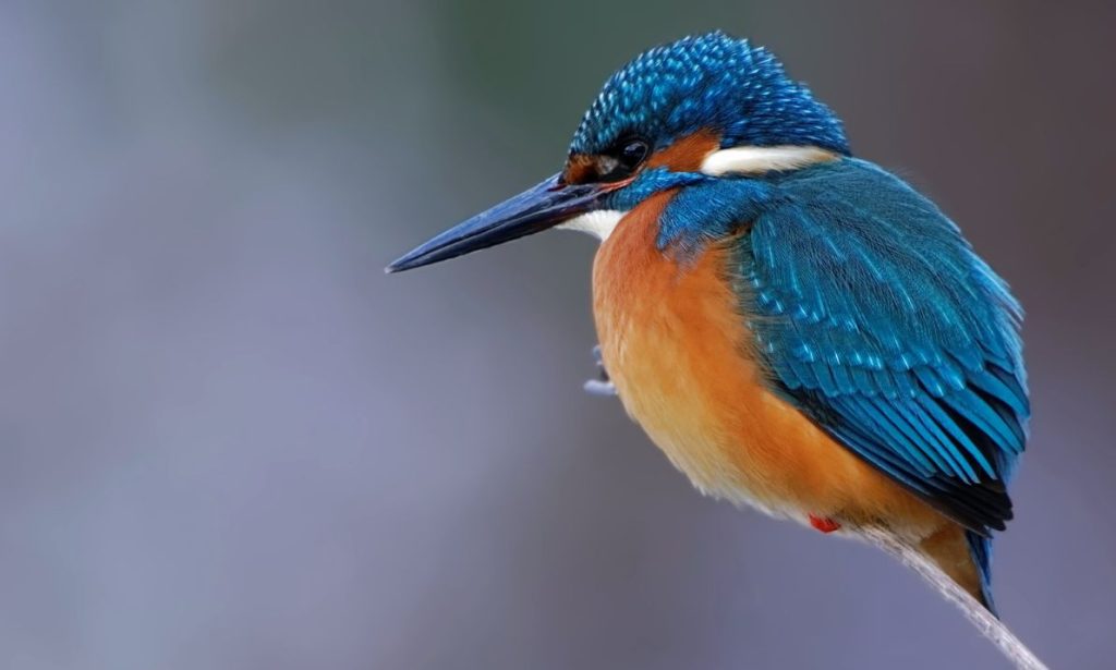 A Dive Into Where To Find Migratory Birds Across Egypt