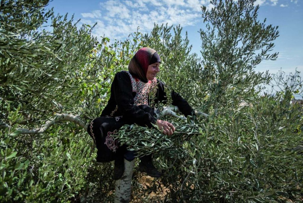 Beyond Olive Oil: A Round-Up Of Palestinian Productions