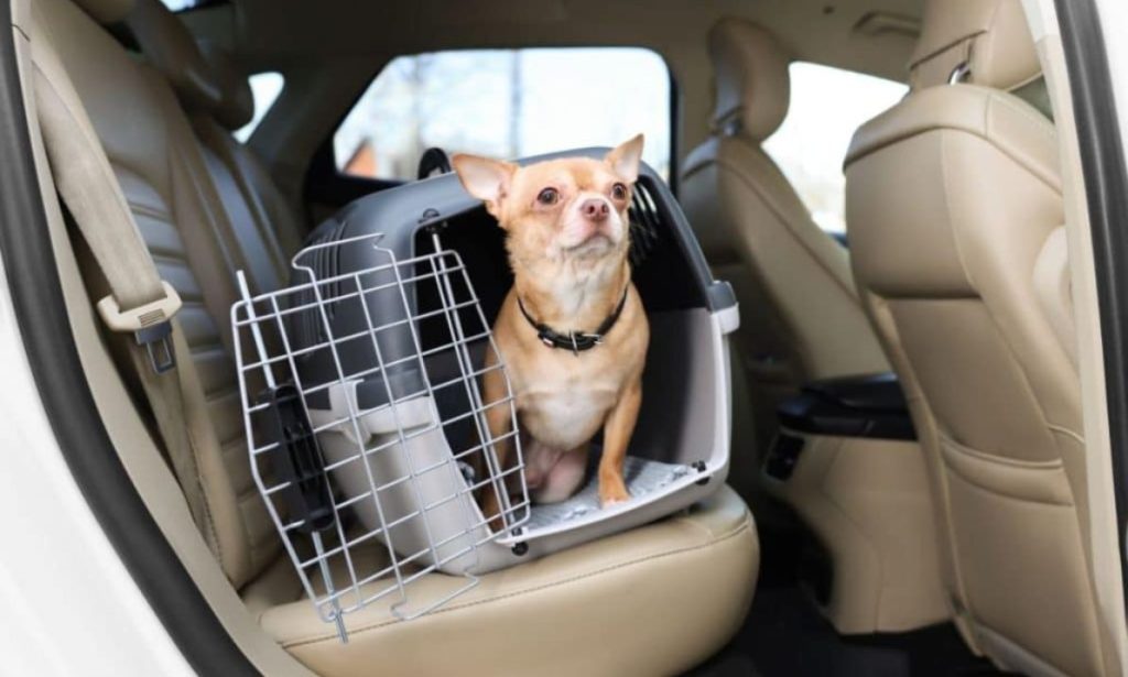 Too Busy To Drive Your Pet To The Vet? You Can Now Get A Taxi For Your Pet In Dubai