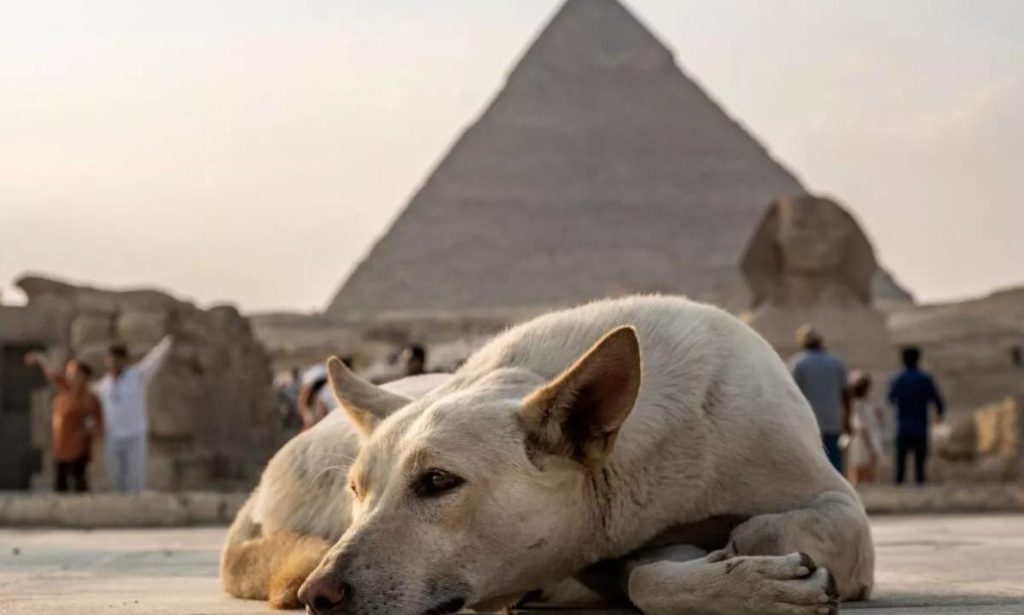 Horse Stables And Veterinary Care: Egypt’s EGP 11M Animal Shelter In Aswan