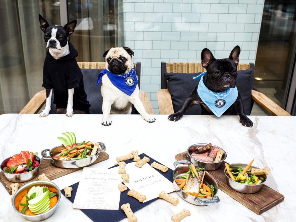 Barks and Brews: Cairo’s Pet-Friendly Café Scene