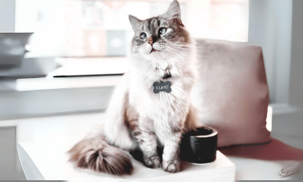 Coffee and Cuddles: Where to Find The Best Pet Cafes in the Arab World?