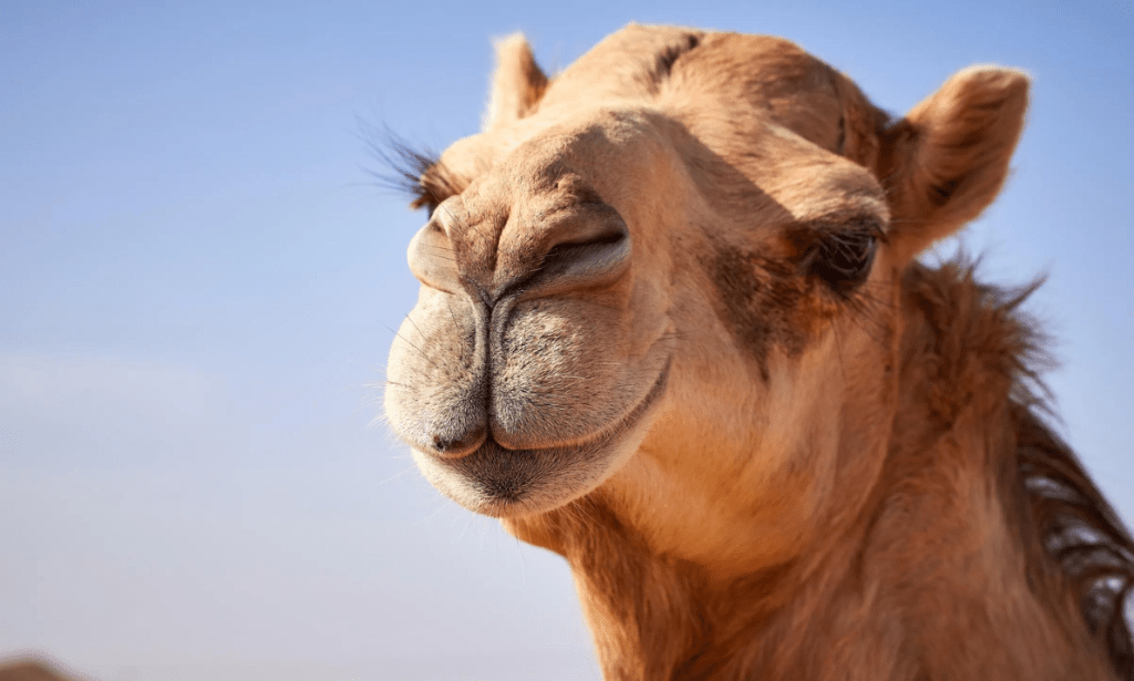 Majoring in Camel Studies? Saudi Arabia’s New Diploma Takes Education for a Wild Ride