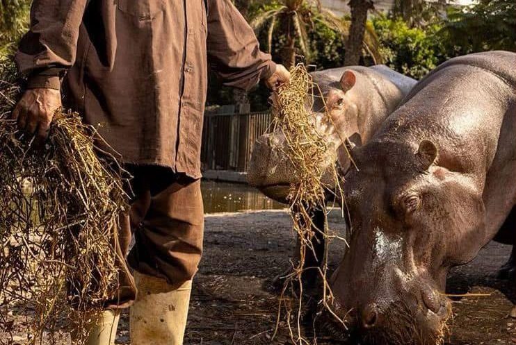 Inside the Giza Zoo’s Biggest Makeover in Over a Century: What to Expect