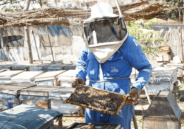 Urban Beekeeping: Rebuilding Rural-Grown Traditions in Egypt