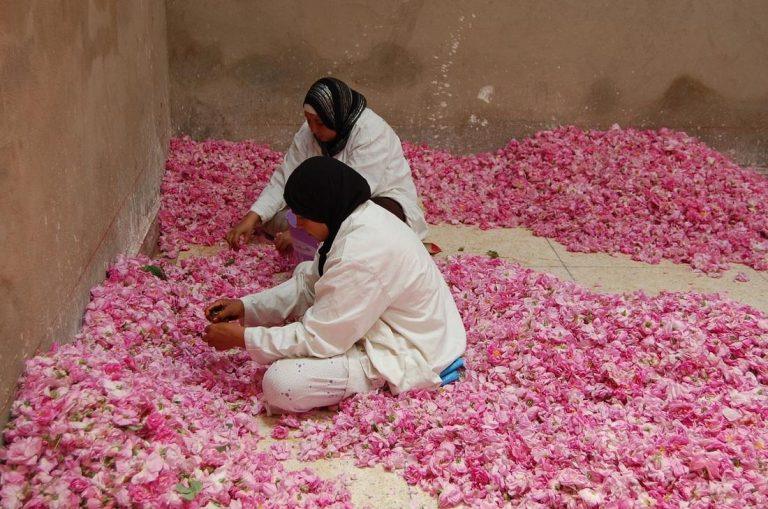 Behind the Bloom: Inside Morocco’s Rose Industry